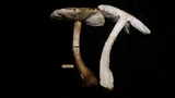 Leucocoprinus badhamii image