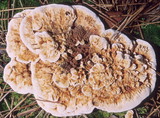 Hydnellum aurantiacum image