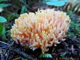 Ramaria rubricarnata var. verna image