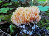 Ramaria rubricarnata var. verna image