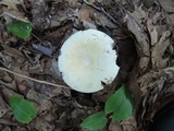 Russula inopina image