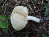 Russula inopina image