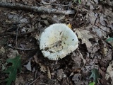 Russula inopina image