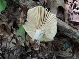 Russula inopina image