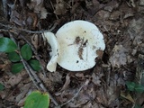Russula inopina image