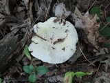 Russula inopina image