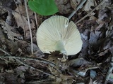 Russula inopina image