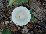 Russula modesta image