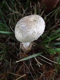 Amanita sect. Vaginatae image