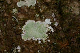 Cryptothecia striata image