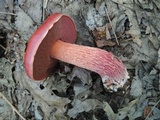 Butyriboletus frostii image