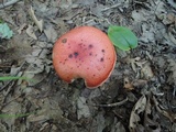 Butyriboletus frostii image