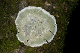 Cryptothecia striata image