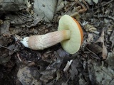 Leccinum longicurvipes image