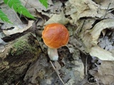 Leccinum longicurvipes image