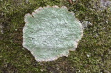 Cryptothecia striata image