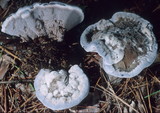 Hydnellum caeruleum image