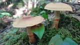 Cortinarius armillatus image