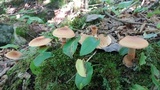 Cortinarius armillatus image