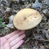Tylopilus rubrobrunneus image
