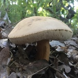 Tylopilus rubrobrunneus image