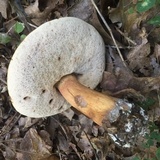 Tylopilus rubrobrunneus image
