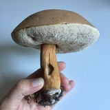 Tylopilus rubrobrunneus image