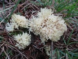 Clavulina coralloides image