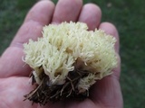 Clavulina coralloides image