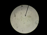 Clavulina coralloides image