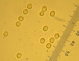 Lepista flaccida image