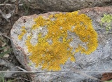 Candelina submexicana image