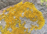 Candelina submexicana image