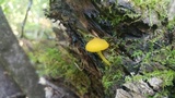 Pluteus chrysophlebius image