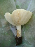 Melanoleuca lewisii image