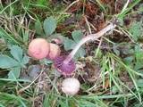 Laccaria amethystina image