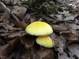 Amanita flavorubens image