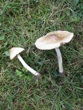 Marasmius nigrodiscus image