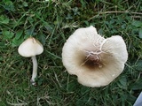Marasmius nigrodiscus image