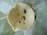 Melanoleuca lewisii image