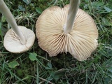 Marasmius nigrodiscus image