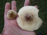 Marasmius nigrodiscus image