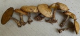 Suillus acidus image