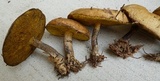 Suillus acidus image