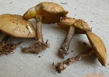 Suillus acidus image