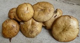 Suillus acidus image