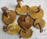 Suillus acidus image
