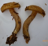 Suillus acidus image