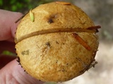 Suillus acidus image