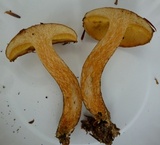 Suillus acidus image